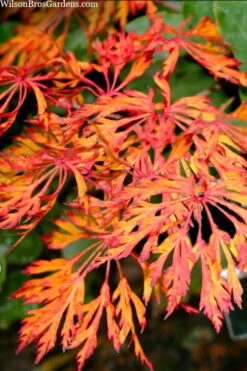 Fairy Lights Full Moon Japanese Maple - 3 Gallon Pot -Garden Plants Shop acer japonicum fairy lights full moon maple 3