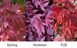 Adrian's Compact Japanese Maple - 5 Gallon Pot -Garden Plants Shop acer palmatum adrians compact japanese maple 12