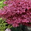 Adrian's Compact Japanese Maple - 5 Gallon Pot -Garden Plants Shop acer palmatum adrians compact japanese maple 13