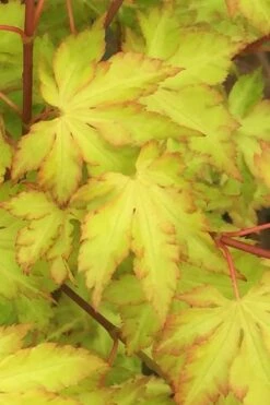 Anne Irene Japanese Maple - 3 Gallon Pot -Garden Plants Shop acer palmatum anne irene japanese maple 3