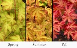 Anne Irene Japanese Maple - 3 Gallon Pot -Garden Plants Shop acer palmatum anne irene japanese maple 6