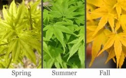 Aoyagi Japanese Maple (Ukon) - 5 Gallon Pot -Garden Plants Shop acer palmatum aoyagi japanese maple 2