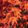 Dragon Tears Japanese Maple - 3 Gallon Pot -Garden Plants Shop acer palmatum dragon tears japanese maple 5