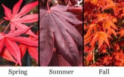 Dragon Tears Japanese Maple - 3 Gallon Pot -Garden Plants Shop acer palmatum dragon tears japanese maple 6