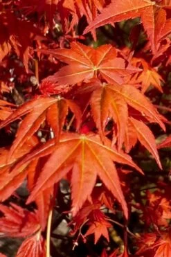 Dragon Tears Japanese Maple - 3 Gallon Pot -Garden Plants Shop acer palmatum dragon tears japanese maple 7