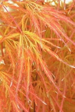 Edgewood's Golden Japanese Maple - 3 Gallon Pot -Garden Plants Shop acer palmatum edgewoods golden 1