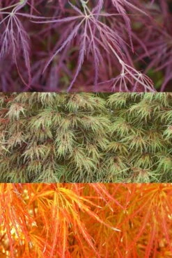 Edgewood's Golden Japanese Maple - 3 Gallon Pot -Garden Plants Shop acer palmatum edgewoods golden 4