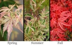 Hana Tsukasa Japanese Maple - 3 Gallon Pot (4-5') -Garden Plants Shop acer palmatum hana tsukasa japanese maple 1