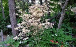 Hana Tsukasa Japanese Maple - 3 Gallon Pot (4-5') -Garden Plants Shop acer palmatum hana tsukasa japanese maple 7