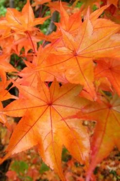 Hogyoku Japanese Maple - 1 Gallon Pot