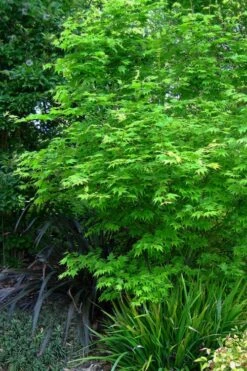 Hogyoku Japanese Maple - 1 Gallon Pot -Garden Plants Shop acer palmatum hogyoku japanese maple 2