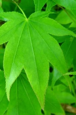 Hogyoku Japanese Maple - 3 Gallon Pot -Garden Plants Shop acer palmatum hogyoku japanese maple 4 1