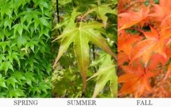 Hogyoku Japanese Maple - 3 Gallon Pot -Garden Plants Shop acer palmatum hogyoku japanese maple 6 1