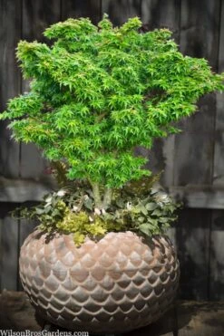 Jade Dragon Dwarf Japanese Maple - 3 Gallon Pot 12 Jade Dragon Dwarf Japanese Maple - 3 Gallon Pot -Garden Plants Shop acer palmatum jade dragon japanese maple 2