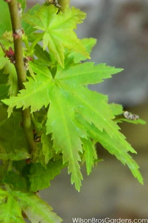 Jade Dragon Dwarf Japanese Maple - 3 Gallon Pot 3 Jade Dragon Dwarf Japanese Maple - 3 Gallon Pot
