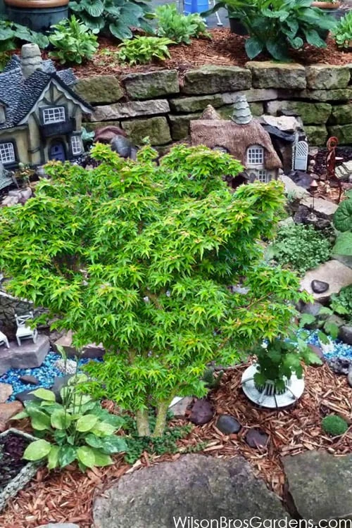 Jade Dragon Dwarf Japanese Maple - 3 Gallon Pot 6 Jade Dragon Dwarf Japanese Maple - 3 Gallon Pot - Image 4