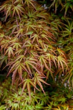 Eagle's Claw Japanese Maple - (Acer Palmatum 'Kamagata') - 3 Gallon Pot -Garden Plants Shop acer palmatum kamagata eagles claw japanese maple 2