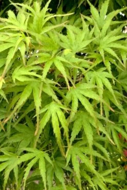 Eagle's Claw Japanese Maple - (Acer Palmatum 'Kamagata') - 3 Gallon Pot -Garden Plants Shop acer palmatum kamagata eagles claw japanese maple 3