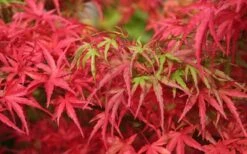 Eagle's Claw Japanese Maple - (Acer Palmatum 'Kamagata') - 3 Gallon Pot -Garden Plants Shop acer palmatum kamagata eagles claw japanese maple 4