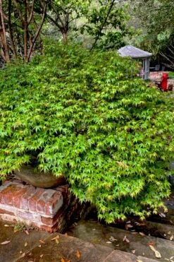Kiyohime Spreading Japanese Maple - 1 Gallon Pot -Garden Plants Shop acer palmatum kiyohime dwarf japanese maple 10