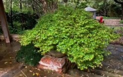 Kiyohime Spreading Japanese Maple - 1 Gallon Pot -Garden Plants Shop acer palmatum kiyohime dwarf japanese maple 11