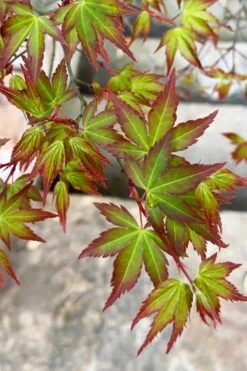 Kiyohime Spreading Japanese Maple - 1 Gallon Pot -Garden Plants Shop acer palmatum kiyohime dwarf japanese maple 4