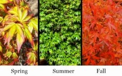 Kiyohime Spreading Japanese Maple - 1 Gallon Pot -Garden Plants Shop acer palmatum kiyohime dwarf japanese maple 7