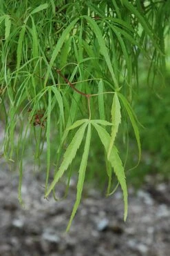 Koto No Ito Japanese Maple - 1 Gallon Pot -Garden Plants Shop acer palmatum koto no ito japanese maple 10