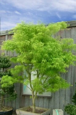 Koto No Ito Japanese Maple - 1 Gallon Pot -Garden Plants Shop acer palmatum koto no ito japanese maple 12