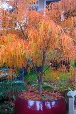 Koto No Ito Japanese Maple - 1 Gallon Pot -Garden Plants Shop acer palmatum koto no ito japanese maple 14