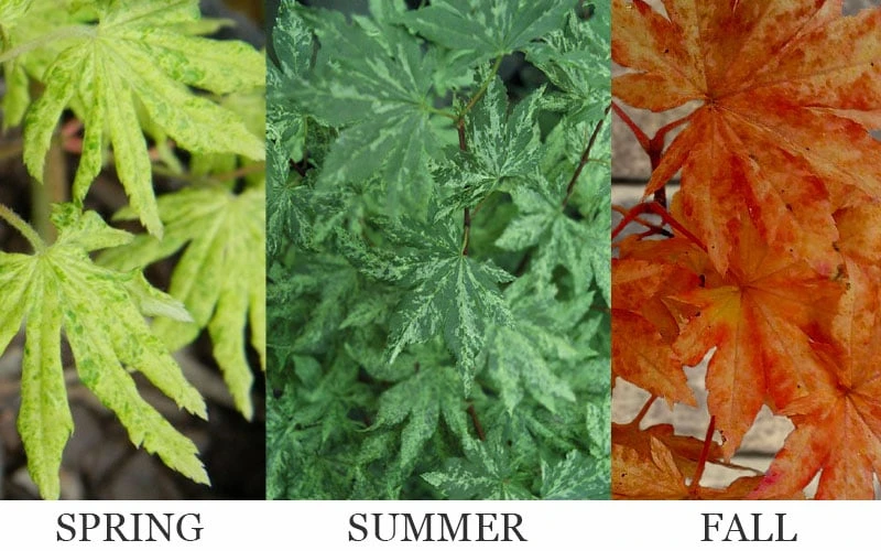 Kumoi Nishiki Japanese Full Moon Maple - 3 Gallon Pot 7 Kumoi Nishiki Japanese Full Moon Maple - 3 Gallon Pot - Image 5