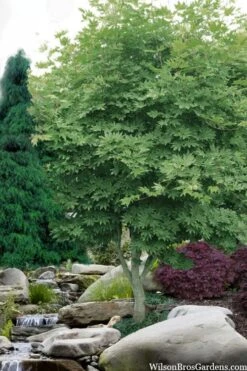 Kumoi Nishiki Japanese Full Moon Maple - 3 Gallon Pot 15 Kumoi Nishiki Japanese Full Moon Maple - 3 Gallon Pot -Garden Plants Shop acer palmatum kumoi nishiki japanese maple 3 1