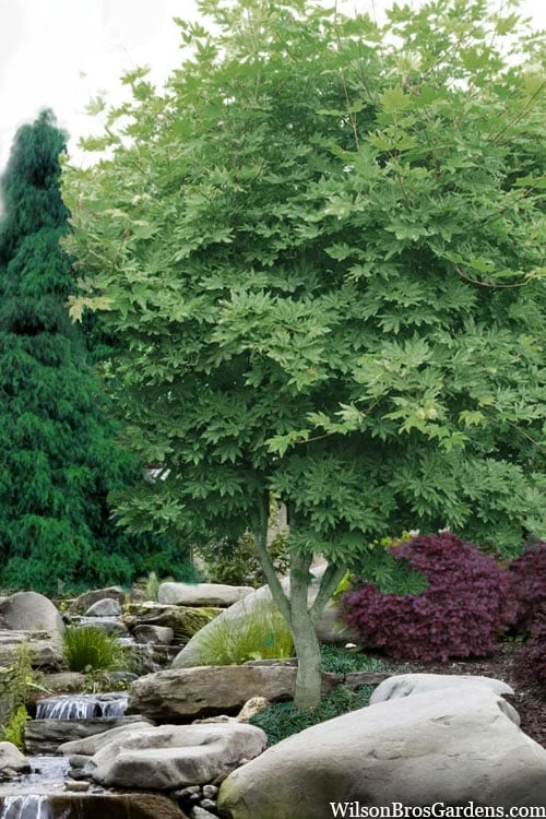 Kumoi Nishiki Japanese Full Moon Maple - 3 Gallon Pot 6 Kumoi Nishiki Japanese Full Moon Maple - 3 Gallon Pot - Image 4