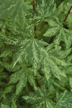 Kumoi Nishiki Japanese Full Moon Maple - 3 Gallon Pot 21 Kumoi Nishiki Japanese Full Moon Maple - 3 Gallon Pot -Garden Plants Shop acer palmatum kumoi nishiki japanese maple 4 1