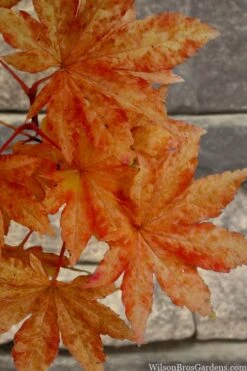 Kumoi Nishiki Japanese Full Moon Maple - 3 Gallon Pot 19 Kumoi Nishiki Japanese Full Moon Maple - 3 Gallon Pot -Garden Plants Shop acer palmatum kumoi nishiki japanese maple 7 1