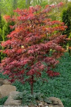 Lionheart Japanese Maple - 5 Gallon Pot -Garden Plants Shop acer palmatum lion heart japanese maple 7