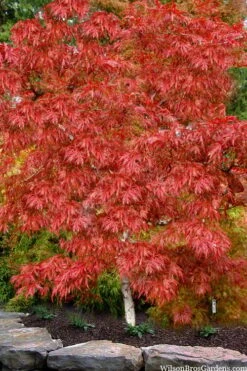 Lionheart Japanese Maple - 5 Gallon Pot -Garden Plants Shop acer palmatum lion heart japanese maple 8