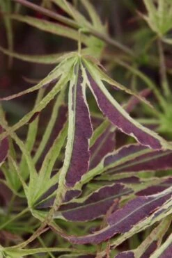 Manyo No Sato Purple Leaf Japanese Maple - 2 Gallon Pot -Garden Plants Shop acer palmatum manyo no sato japanese maple 6