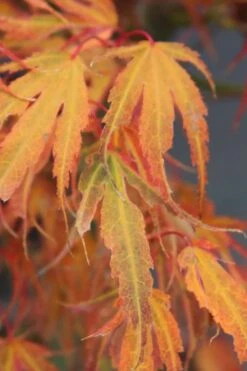 Manyo No Sato Purple Leaf Japanese Maple - 2 Gallon Pot -Garden Plants Shop acer palmatum manyo no sato japanese maple 7