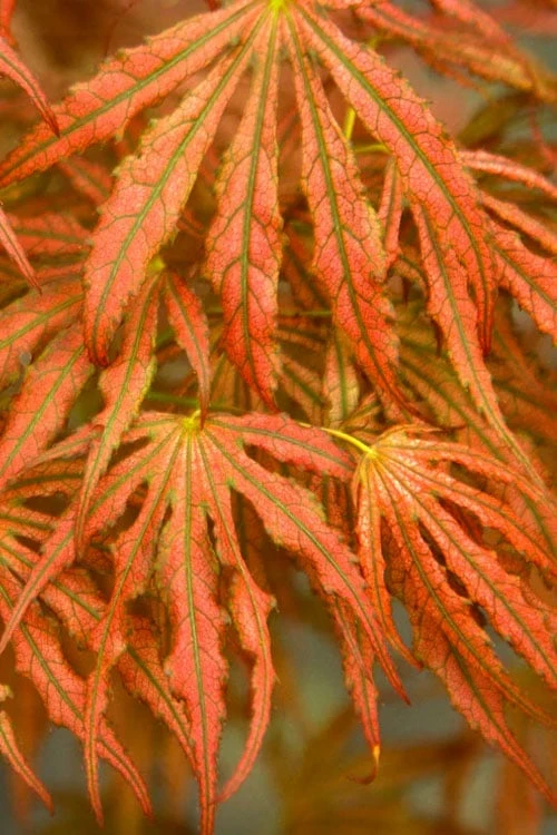 Crescent Moon Japanese Maple (Acer Palmatum 'Mikazuki') - 5 Gallon Pot 9 Crescent Moon Japanese Maple (Acer Palmatum 'Mikazuki') - 5 Gallon Pot - Image 7