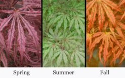 Crescent Moon Japanese Maple (Acer Palmatum 'Mikazuki') - 3 Gallon Pot (3-4') 13 Crescent Moon Japanese Maple (Acer Palmatum 'Mikazuki') - 3 Gallon Pot (3-4') -Garden Plants Shop acer palmatum mikazuki japanese maple 5 1