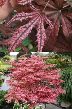 Crescent Moon Japanese Maple (Acer Palmatum 'Mikazuki') - 3 Gallon Pot (3-4') 14 Crescent Moon Japanese Maple (Acer Palmatum 'Mikazuki') - 3 Gallon Pot (3-4') -Garden Plants Shop acer palmatum mikazuki japanese maple 8 1