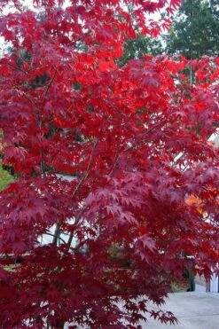 Moonfire Japanese Maple - 5 Gallon Pot -Garden Plants Shop acer palmatum moonfire japanese maple 2