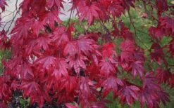 Moonfire Japanese Maple - 5 Gallon Pot -Garden Plants Shop acer palmatum moonfire japanese maple 3