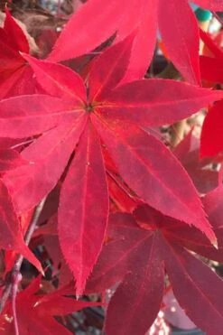 Omato Japanese Maple - 2 Gallon Pot -Garden Plants Shop acer palmatum omato japanese maple 1