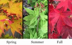 Omato Japanese Maple - 2 Gallon Pot -Garden Plants Shop acer palmatum omato japanese maple 10