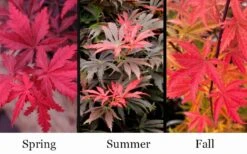 Orion Dwarf Red Japanese Maple - 5 Gallon Pot -Garden Plants Shop acer palmatum orion japanese maple 10