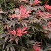 Orion Dwarf Red Japanese Maple - 5 Gallon Pot 1 Orion Dwarf Red Japanese Maple - 5 Gallon Pot -Garden Plants Shop acer palmatum orion japanese maple 5