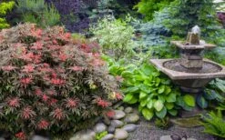 Orion Dwarf Red Japanese Maple - 5 Gallon Pot -Garden Plants Shop acer palmatum orion japanese maple 6