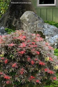 Orion Dwarf Red Japanese Maple - 5 Gallon Pot -Garden Plants Shop acer palmatum orion japanese maple 7